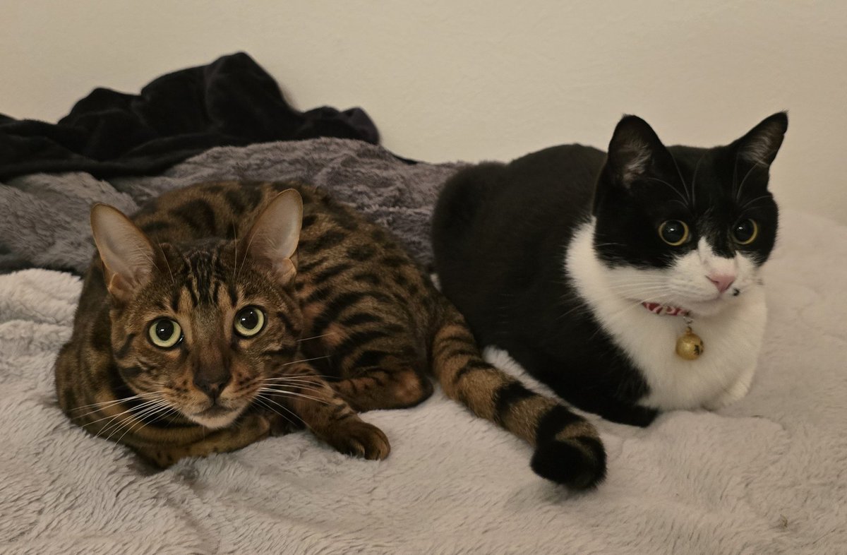 たんたん (@tantan_sing) / Posts / X