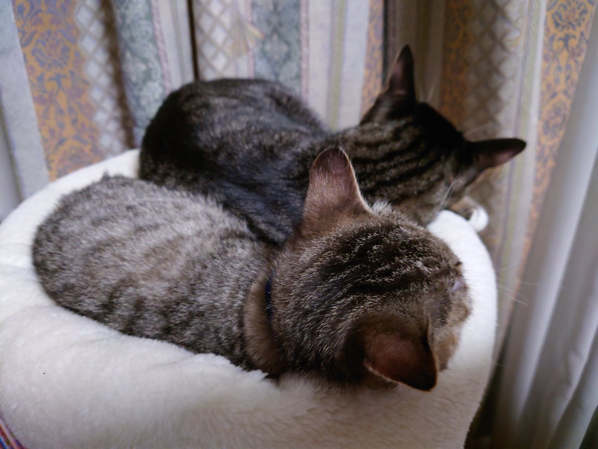猫の日なので、ルナがきて間もない頃の様子を。