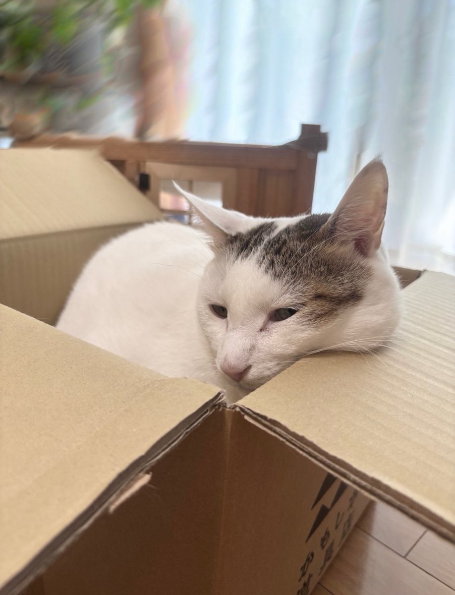 癒しのにゃんこ達🐾 #猫の日 #にゃんにゃんにゃんの日 #2月22日