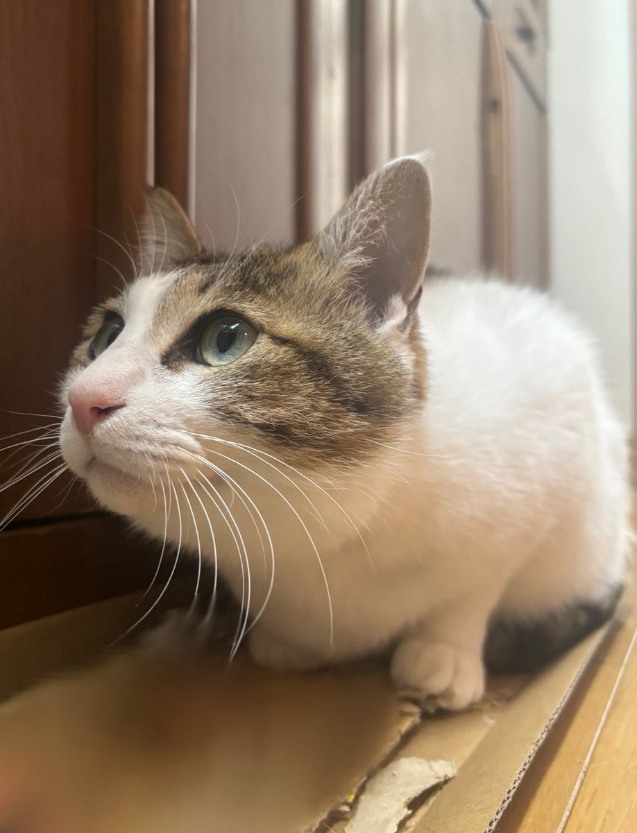 癒しのにゃんこ達🐾 #猫の日 #にゃんにゃんにゃんの日 #2月22日