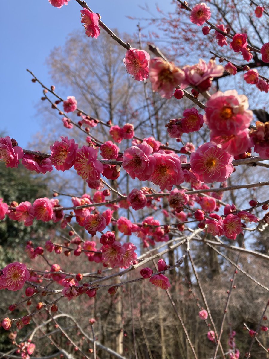 mokemoke365's tweet photo. 梅の花🌸
良い香りです。 https://t.co/x0uHHHHAOq