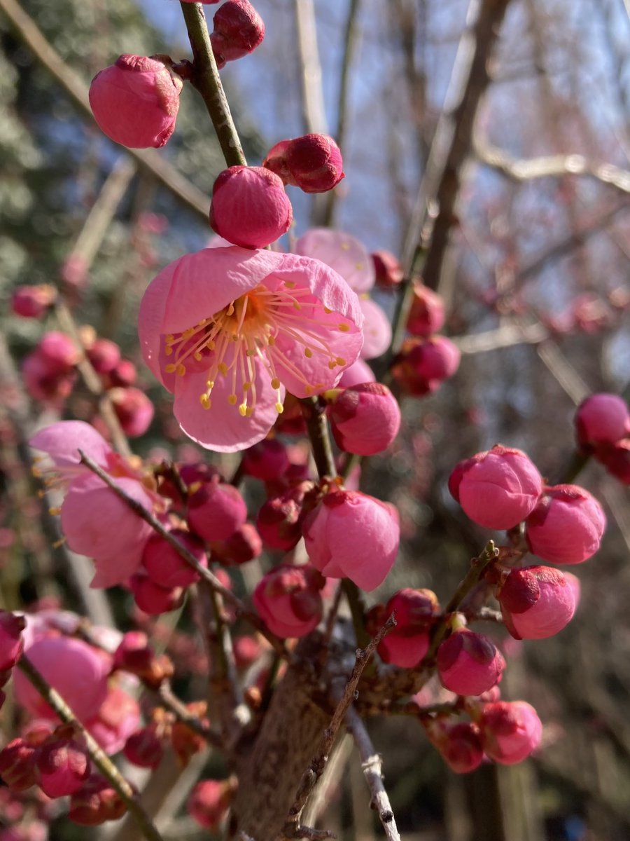 mokemoke365's tweet photo. 梅の花🌸
良い香りです。 https://t.co/x0uHHHHAOq