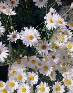 AvinashCha3587's tweet image. 草はいくつ？ 🦊