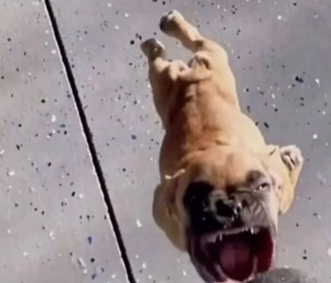 puddinpops tweet media