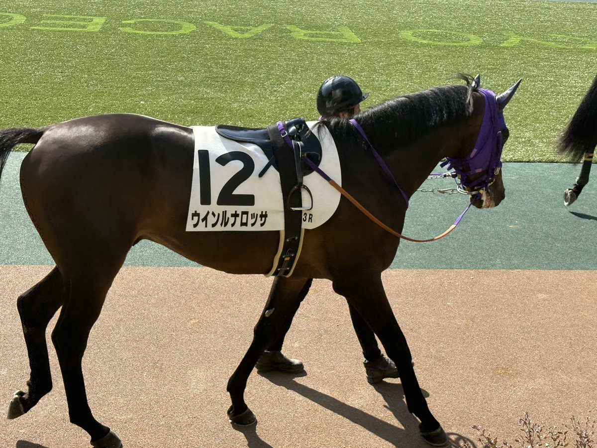 nabetopia's tweet image. ルナロッサ、無事にデビューまで漕ぎつける事ができて良かったね
#ウインルナロッサ