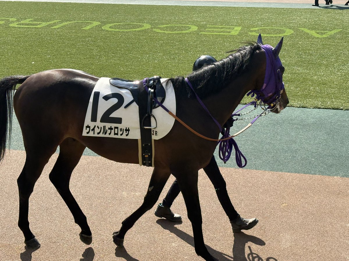 nabetopia's tweet image. ルナロッサ、無事にデビューまで漕ぎつける事ができて良かったね
#ウインルナロッサ