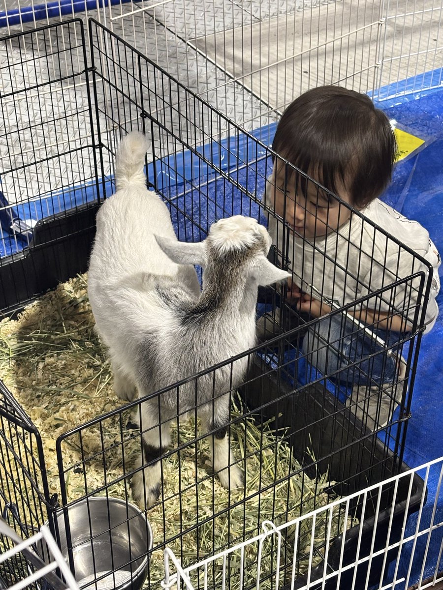 wannyandome's tweet photo. #わんにゃんドーム2026
会場には爬虫類&amp;小動物のふれあいコーナーも‼️
子どもたちにも大好評です✨

会場マップは公式サイトでもご覧いただけます。
https://t.co/w6oP7c9MPT https://t.co/MfbgBWB5GO