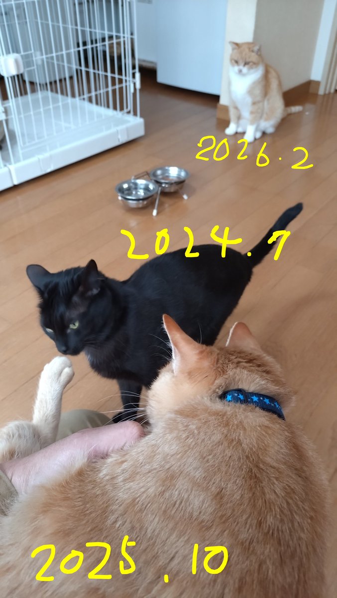 新入り歴
こんな感じで家族になってます