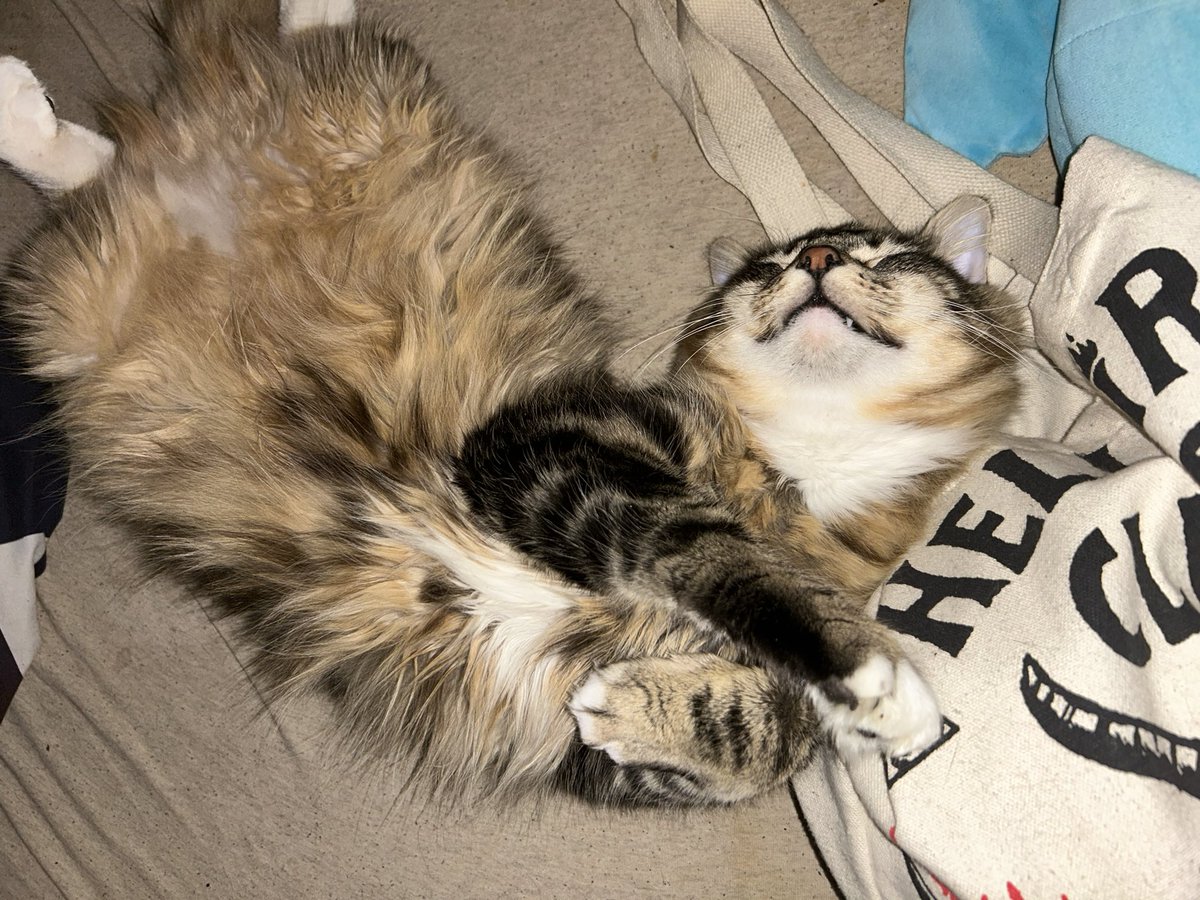 noons🪨🦴 tweet media