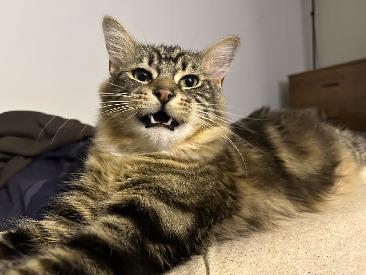 noons🪨🦴 tweet media