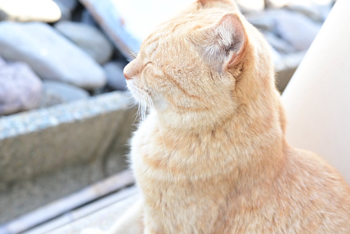 Post by 🐒もんちゃん🐸🥕 on X: #猫の日