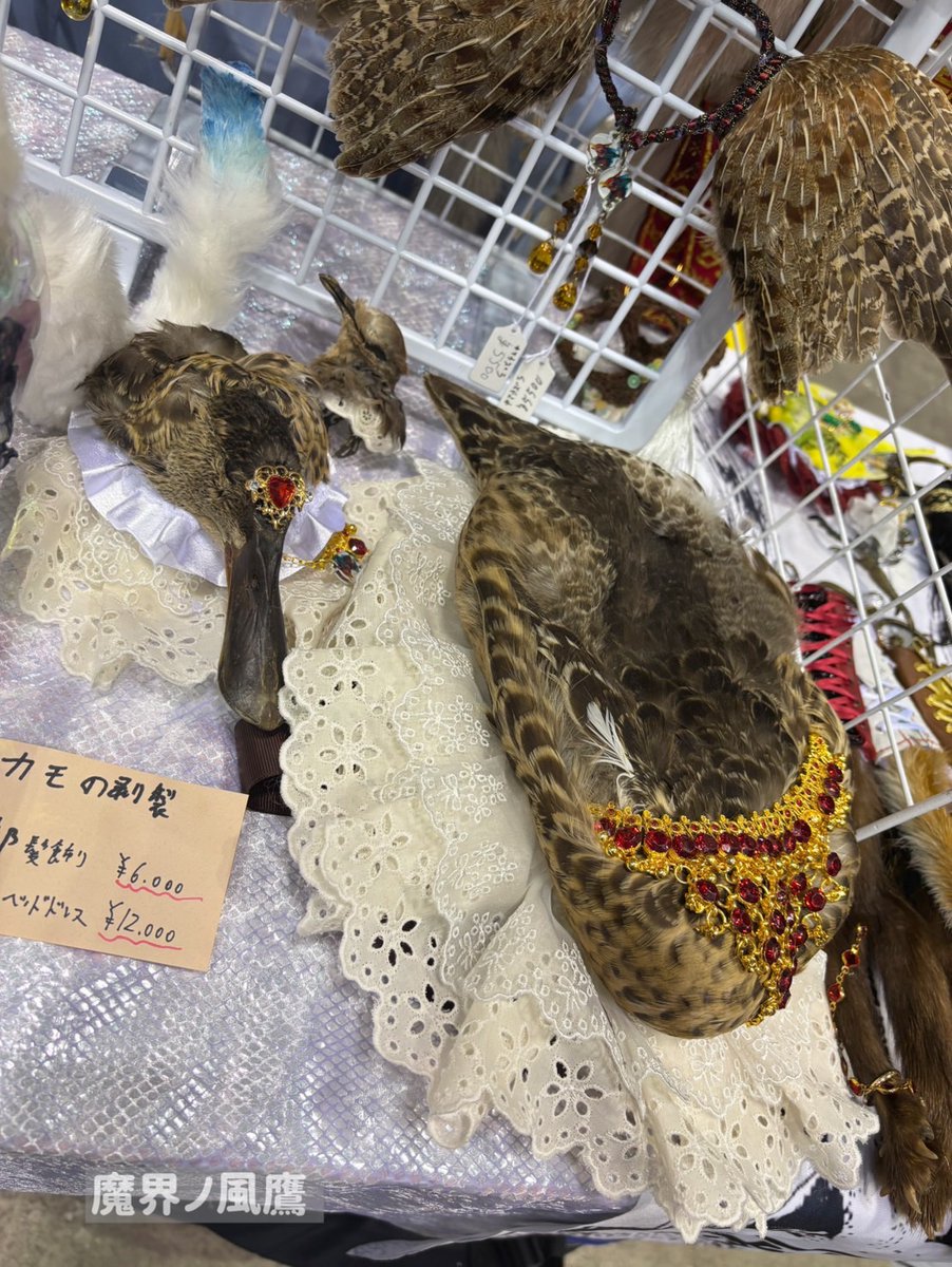 魔界ノ風鷹】剥製アクセサリー #コミティア 設営完了しました！ 鳥の翼
