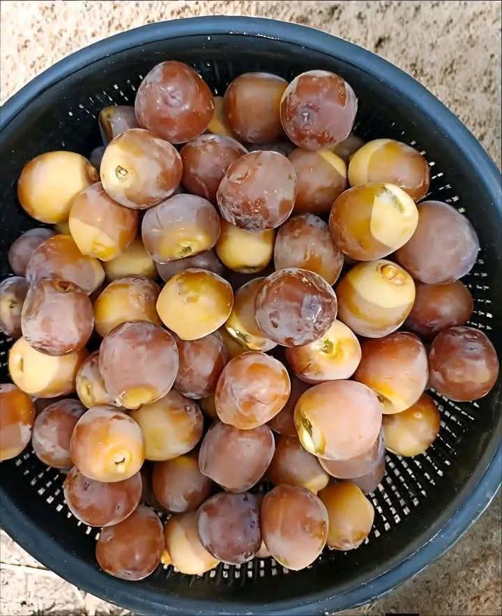 mohammed_r47's tweet photo. اتحداكم تجدو هدا النوع في دول اخري  غير الجزائر 
ما اسمه...... https://t.co/bbnvcRS3ke