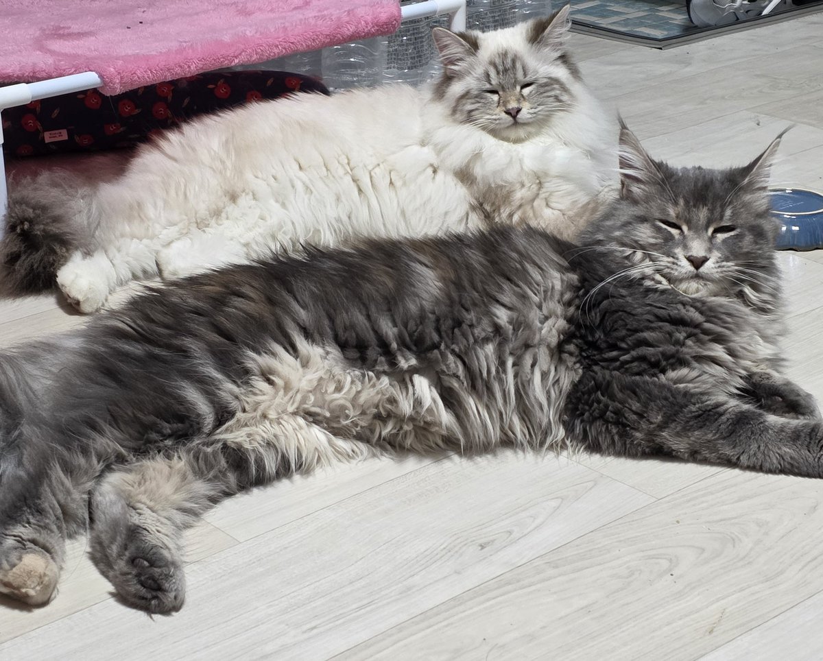DDohaaaaaa's tweet photo. 뽀시래기들 근황.

밥그릇 2갠데 굳이...굳~이!!!! https://t.co/RcPnMaBpOg