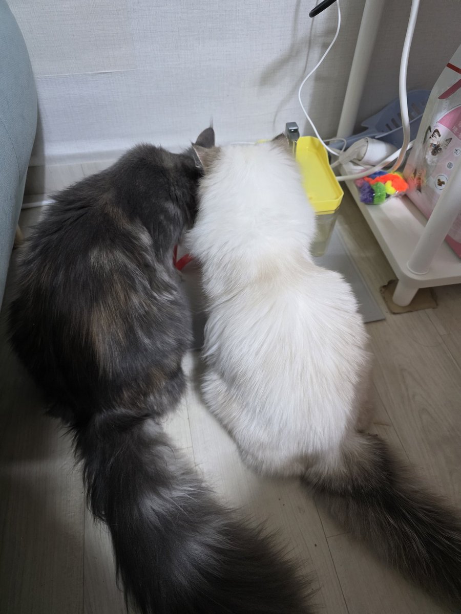 DDohaaaaaa's tweet photo. 뽀시래기들 근황.

밥그릇 2갠데 굳이...굳~이!!!! https://t.co/RcPnMaBpOg