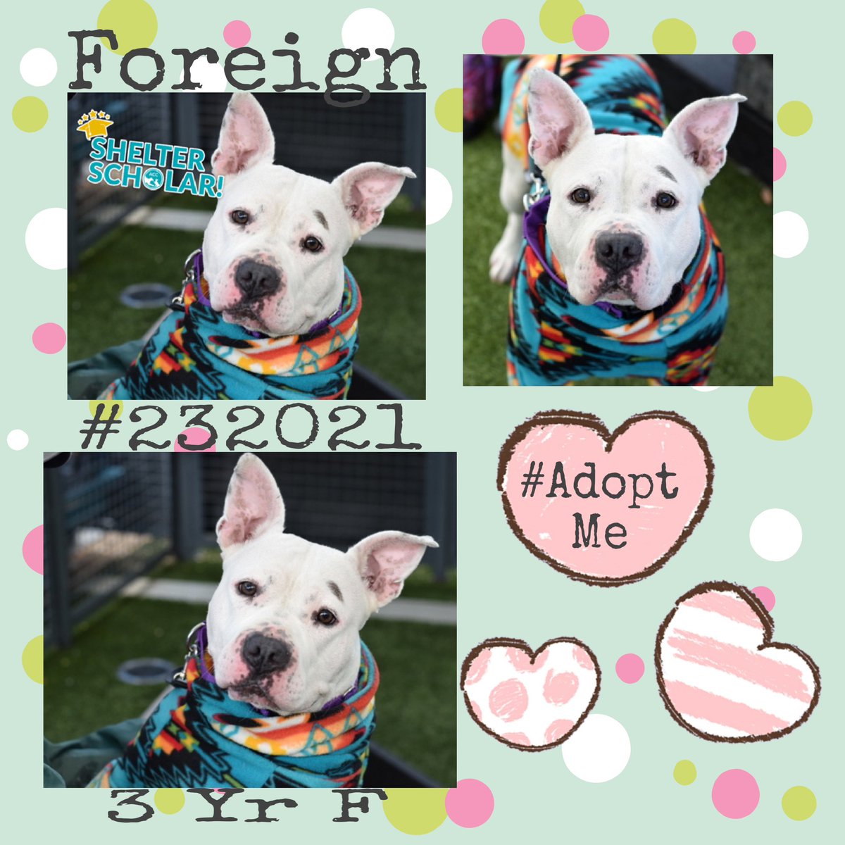 Quinnqueens's tweet image. #SaturdaySpecial
#DogoftheDay
🌸Foreign #232021 🌸
#QueensACC 3 Yr F
Smart, determined in Shelter Scholars Program. Loves 2 be loved on her terms. Surrender/housing issues, solo pet. Loves water play, hard toys &amp;amp; giving kisses. Wants a stable 🏡 #AdoptMe
nycacc.app/browse/232021