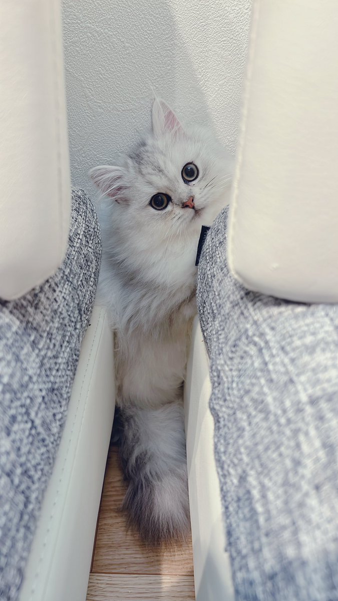 2.22🐾 にゃんにゃんにゃん