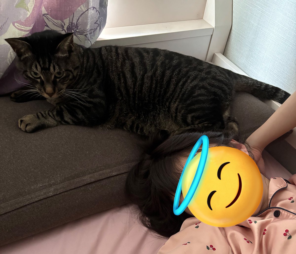 猫の日！！ 我が家のにゃんこに枕を奪われている図と窓が気になる