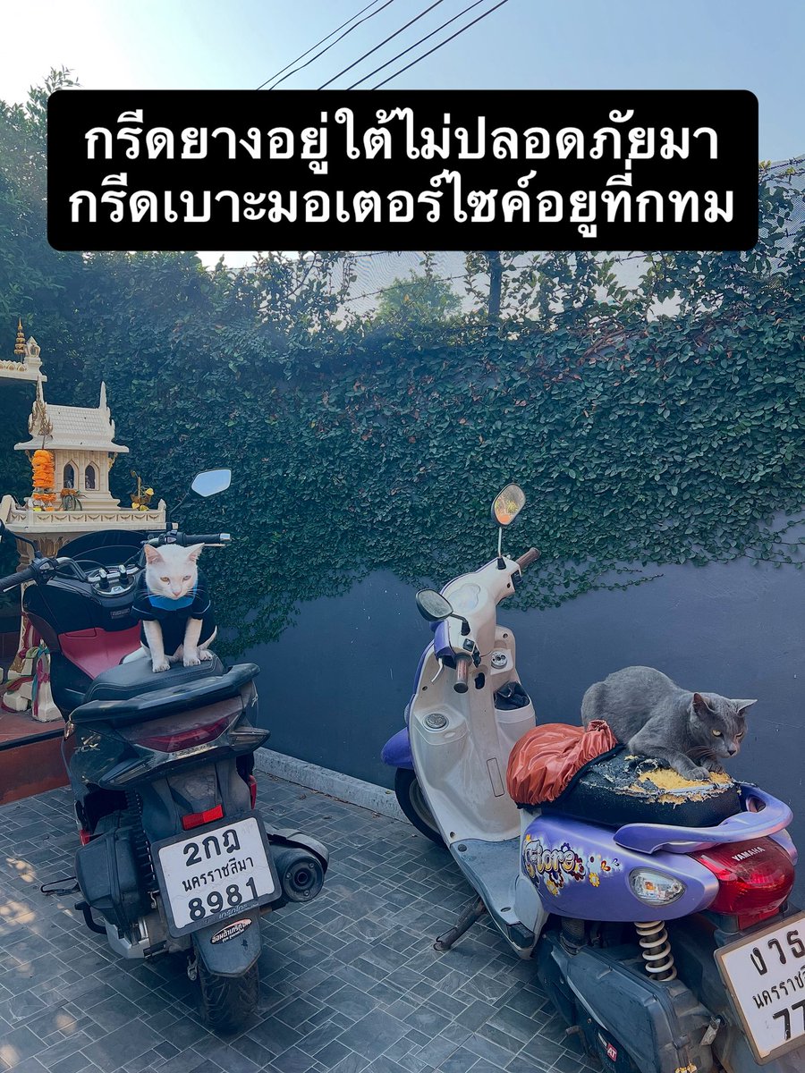 กรีดยางอยู่ใต้ไม่ปลอดภัยมากรีดเบาะนมอเตอร์ไซค์อยูที่่กทม #ไข่มุก #ไข่เงิน