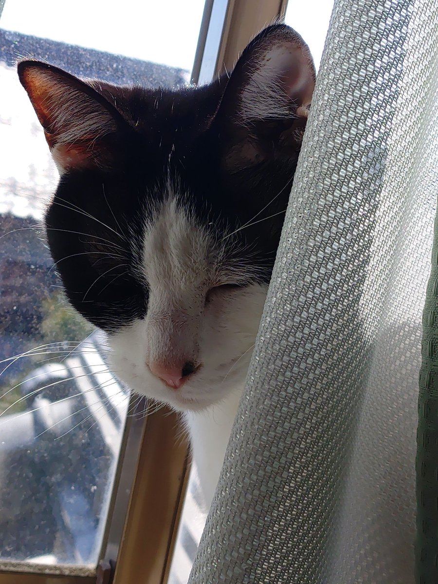 RT @nemimi_zuku: 御猫様の日