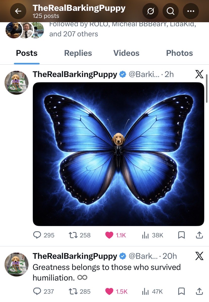 ThePPShow tweet media