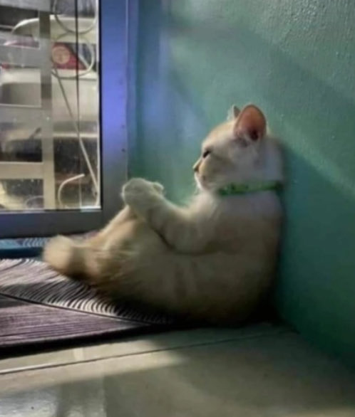 إيـسـار tweet media