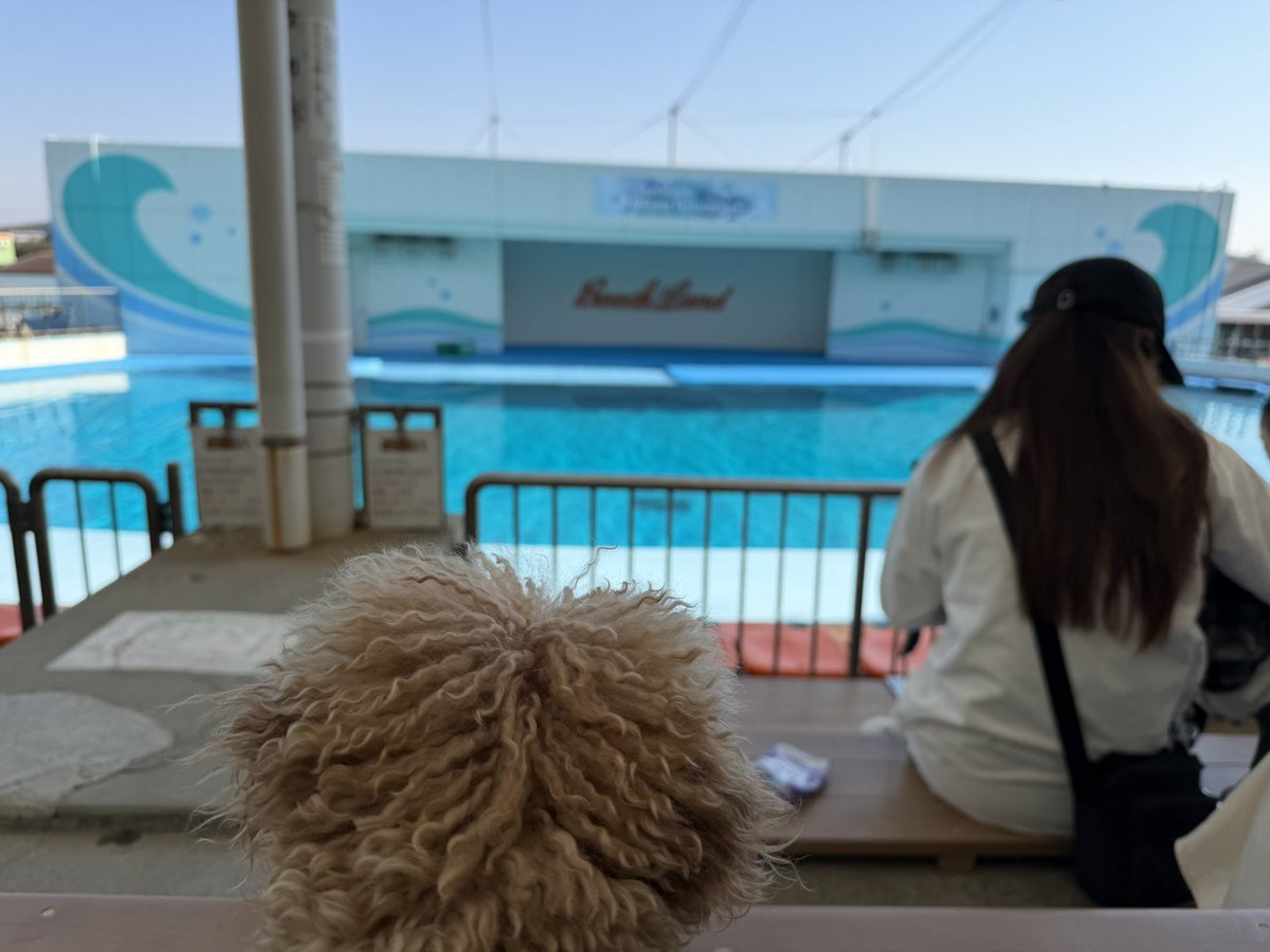 びっくりたまちゃん tweet media