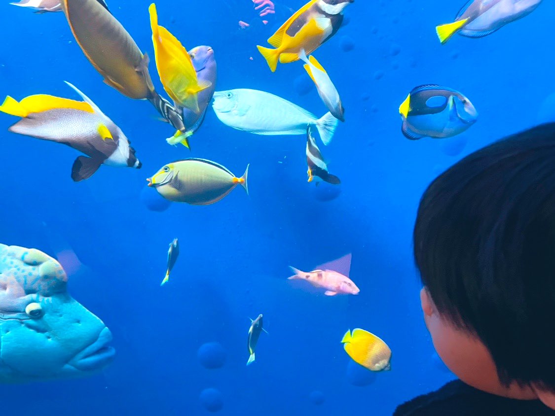 日本のハワイに行ってきたー🌺！！

ちょっと早めの息子の卒園旅行🧳🌸
二日間ぜんぶ楽しかったようでなにより🥹