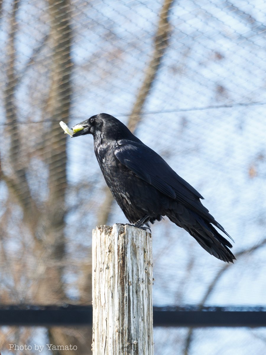 野生のワタリガラスと飼育のワタリガラス