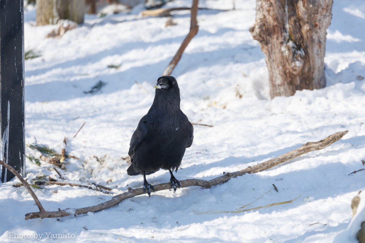 野生のワタリガラスと飼育のワタリガラス