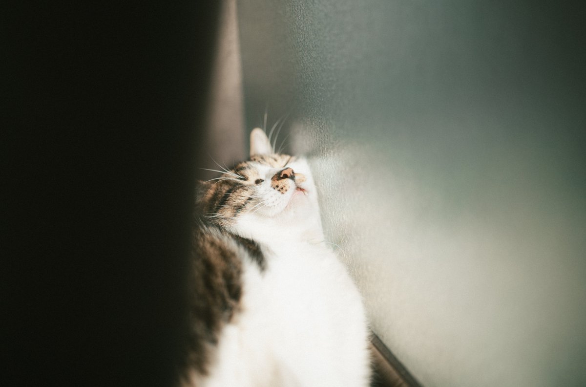 今日は猫の日。
カーテンと陽光が差し込む窓辺の間で、穏やかな時間が流れています。