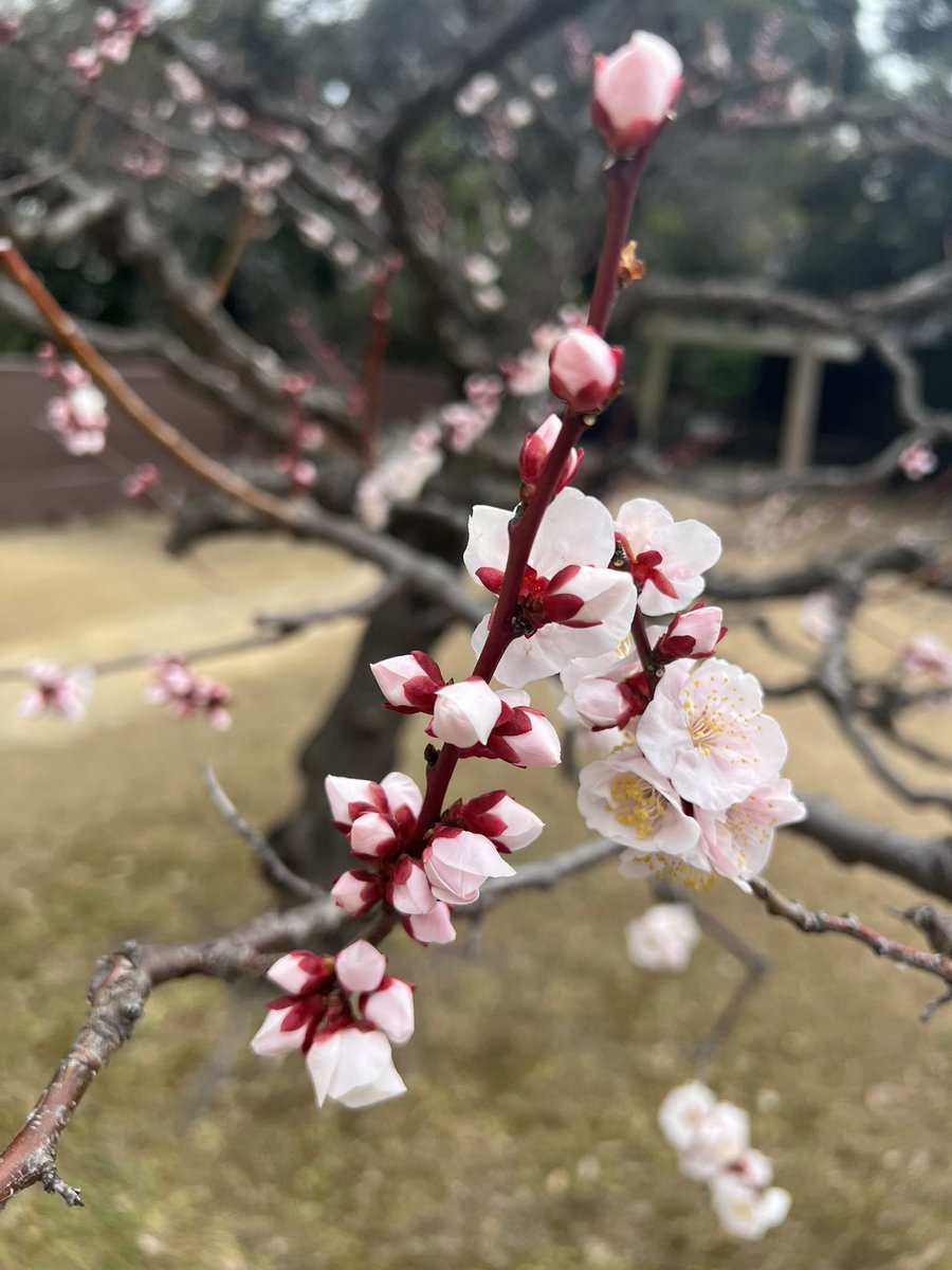 _WADAMAS_'s tweet image. #トラステ厩舎