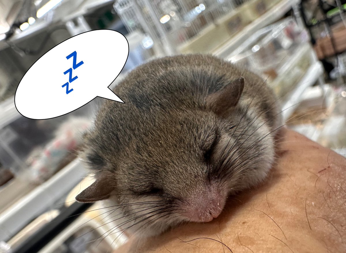 TinyTotTail's tweet photo. レプタイルズフィーバー 2日目
本日もよろしくお願いいたします💤
#レプタイルズフィーバー #TinyTotTail https://t.co/PRdNJY8Ypk
