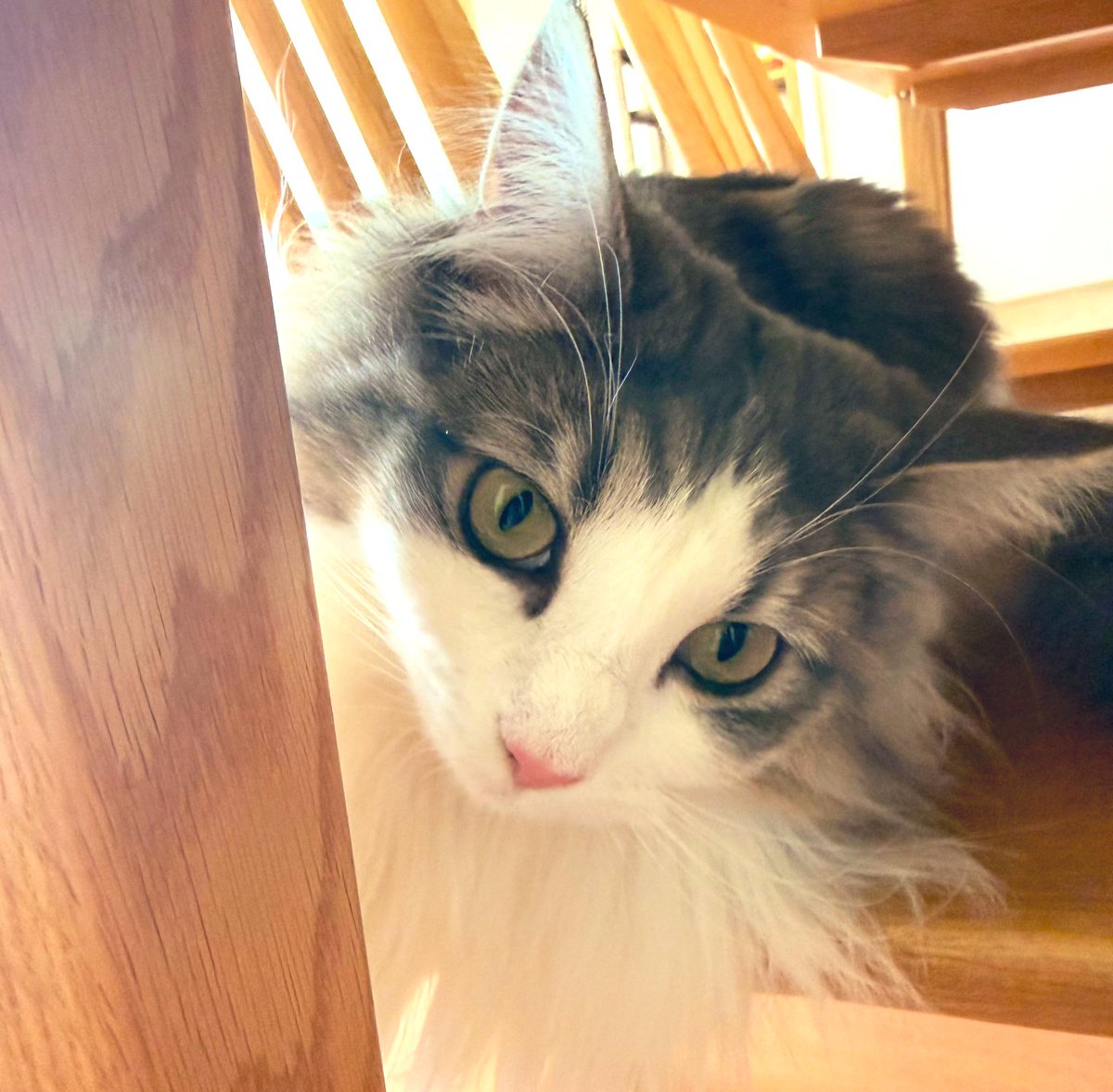 TLに可愛いがたくさん流れてくる〜🥰
お嬢も仲間に入れてもらお🐈
 #猫の日