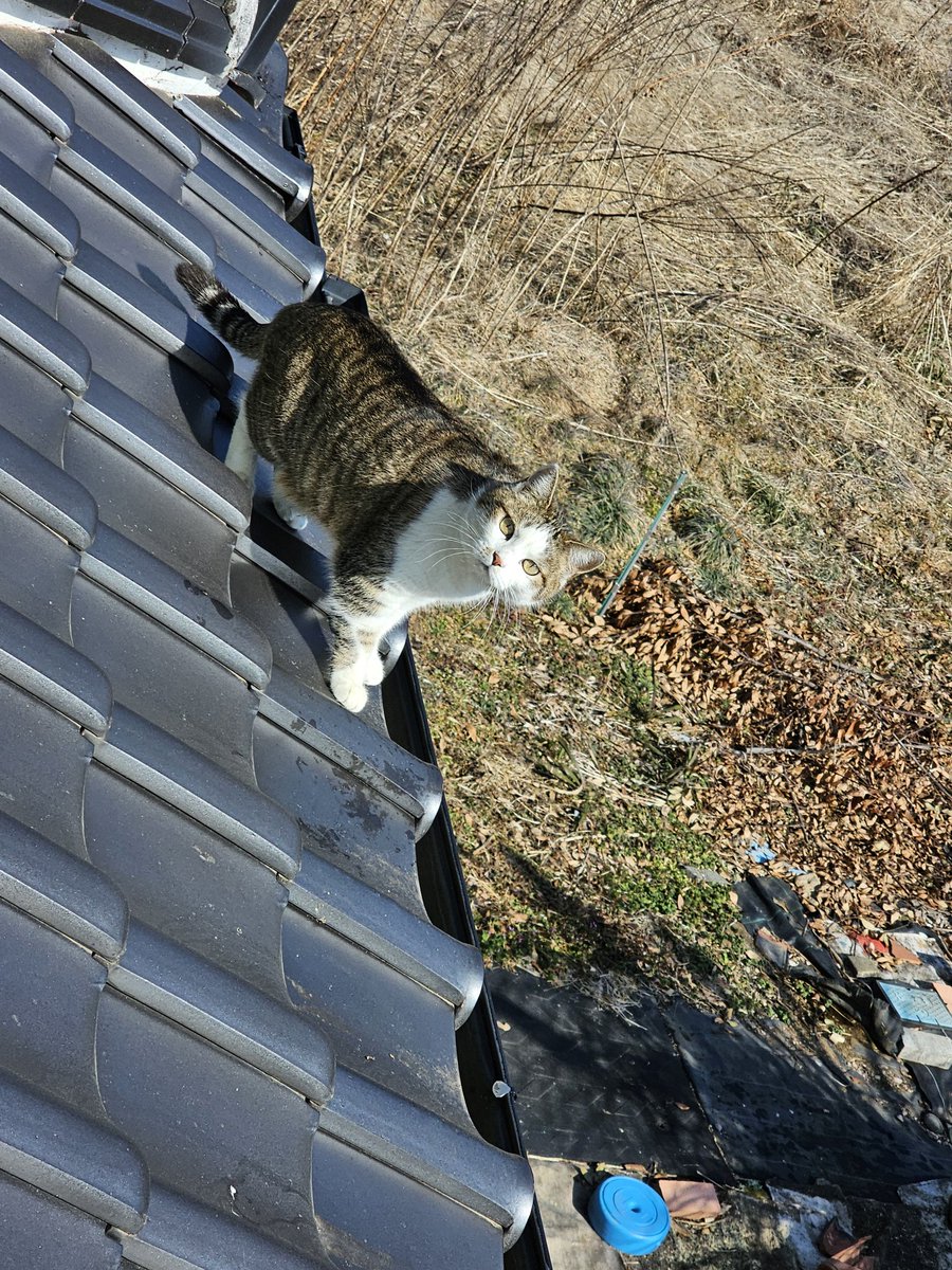 にゃんにゃんにゃんの日らしいので(ФωФ) 1、2枚目はさっきまで部屋と