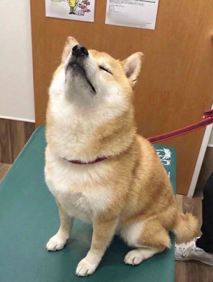 柴犬·͜·♡もも on X: 