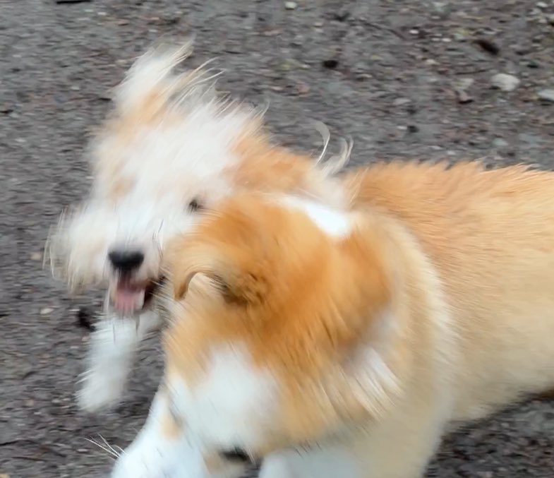 호밀빵의 파수꾼 tweet media