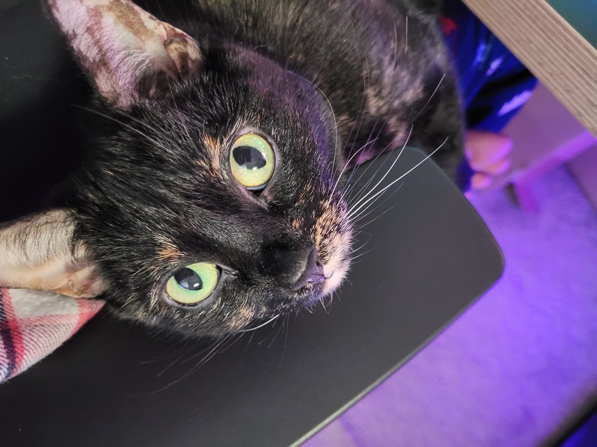 Mistress Lenore🍷❤️ || Demoness VTuber tweet media