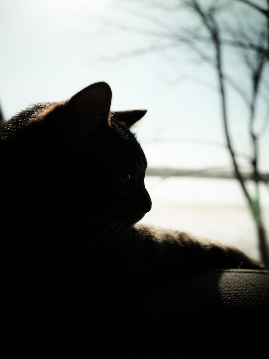 Maestro__Pe's tweet photo. Part of
#FUJIFILM
#GFX100RF 
#猫
#monochrome https://t.co/WPn0Lk2BRP