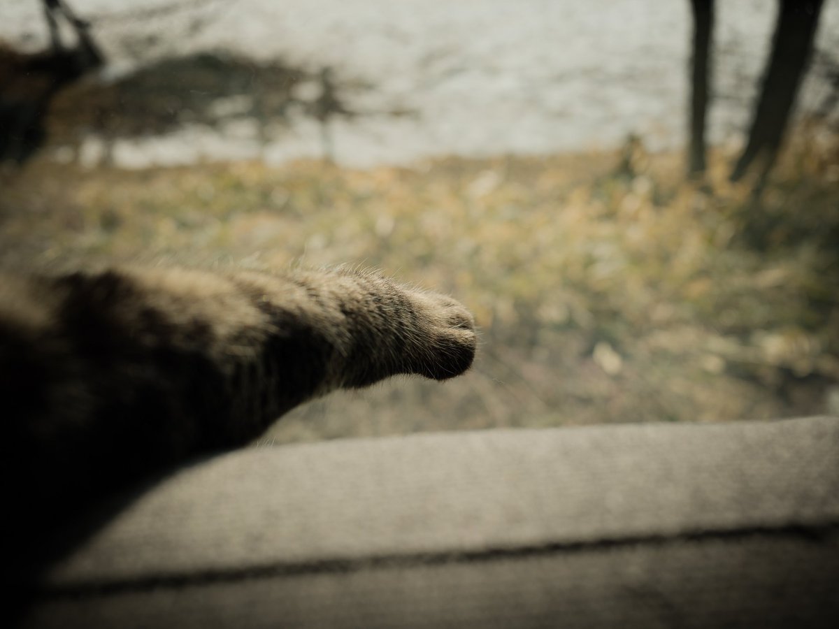 Maestro__Pe's tweet photo. Part of
#FUJIFILM
#GFX100RF 
#猫
#monochrome https://t.co/WPn0Lk2BRP