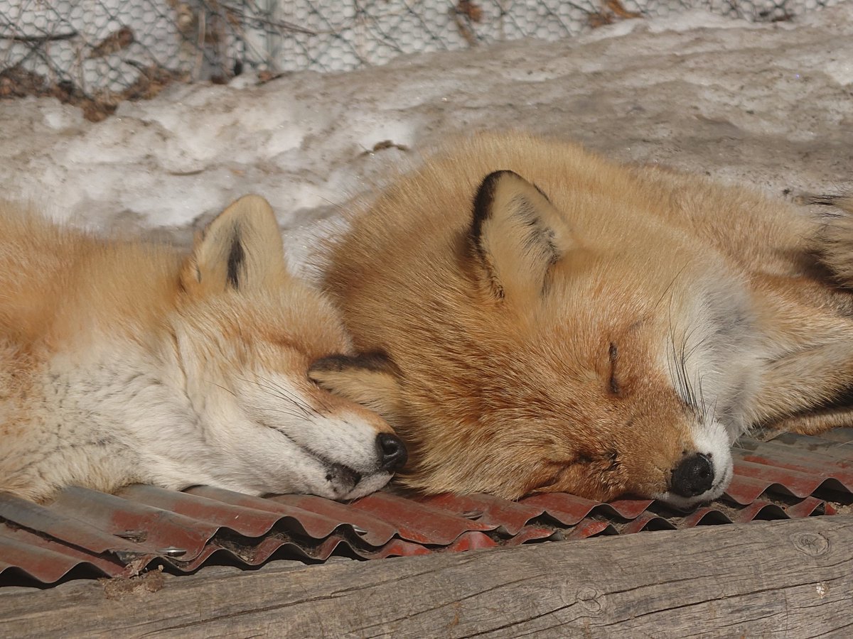 きつねみみアイマスク、いいなぁ