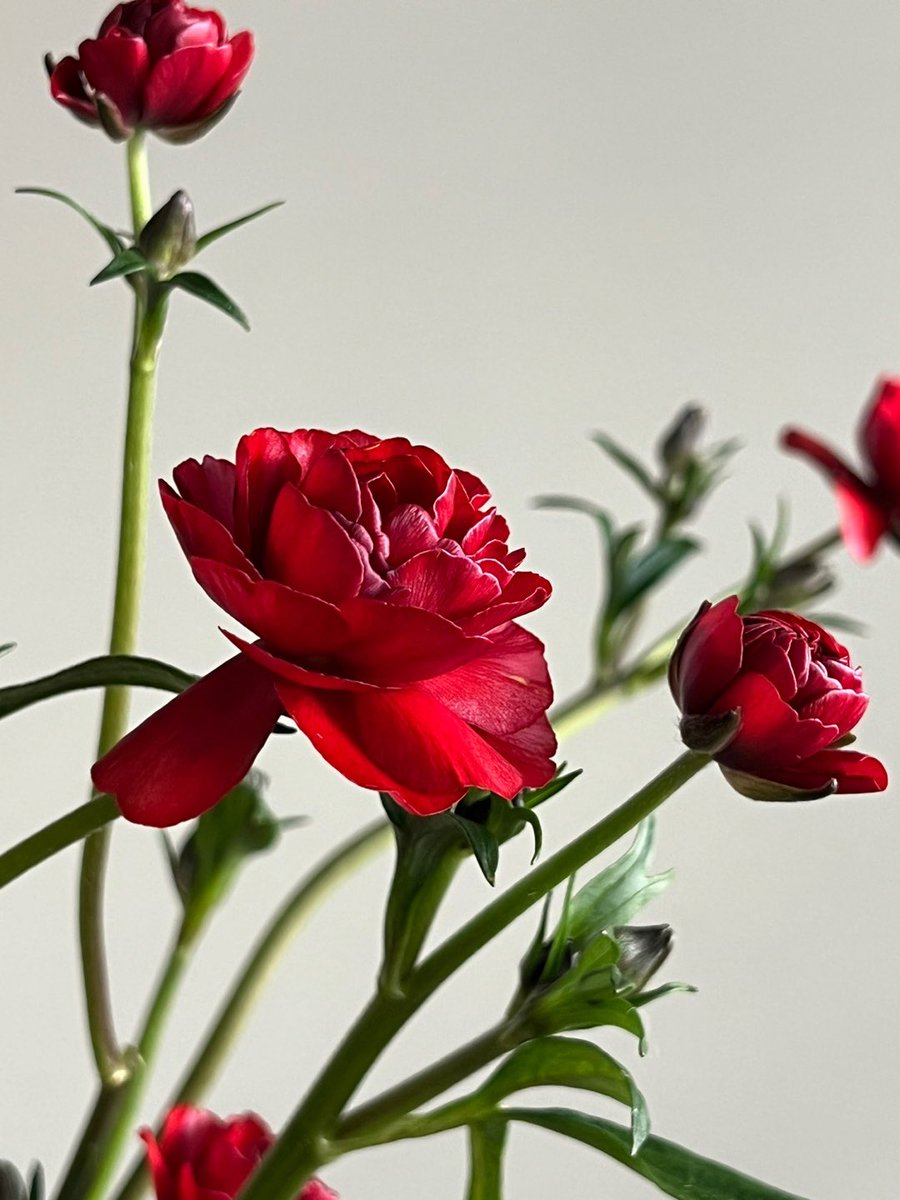 오차원ochawon tweet media