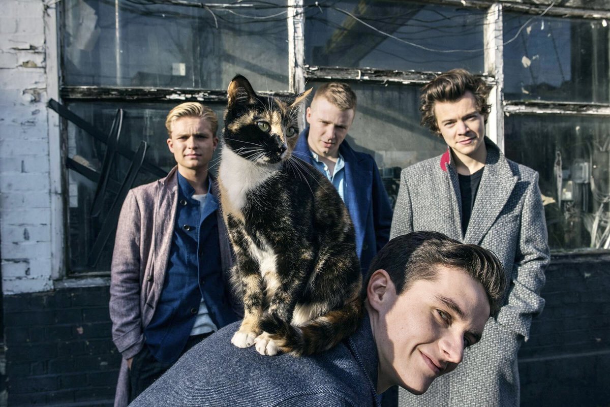 kimi0miki's tweet image. 2月22日😺😺猫の日だそうです😺😺