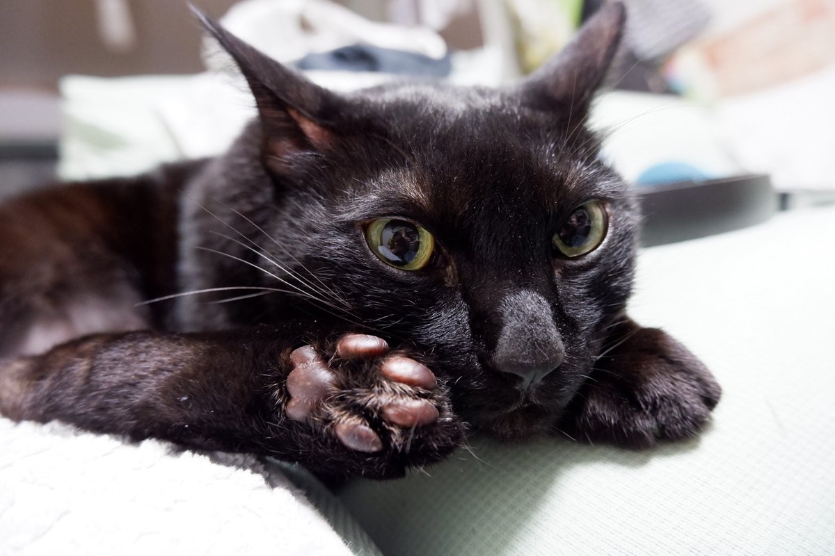 猫の日 うちの黒猫🐈‍⬛🐾 いつもありがとう☺️ ずっと元気でいてね