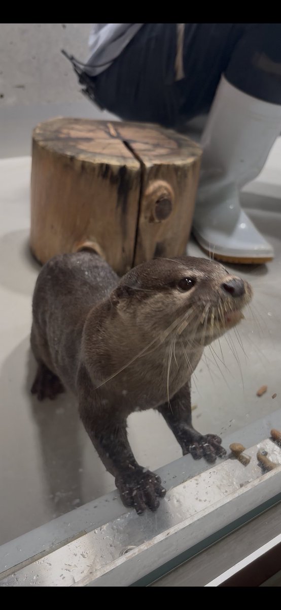 かわうそ(・ᴥ・) (@iF9kOxq2miU6JaD) / Posts / X