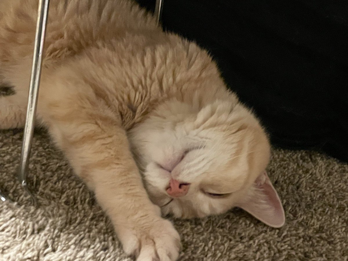 ニャンコの日🐈 我が家のニャン太も元気に成長中🙌 先代のくー太と