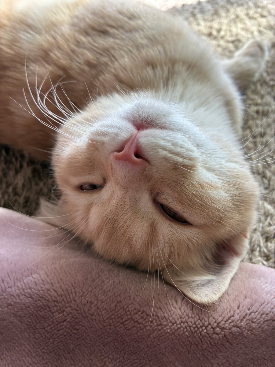 ニャンコの日🐈 我が家のニャン太も元気に成長中🙌 先代のくー太と