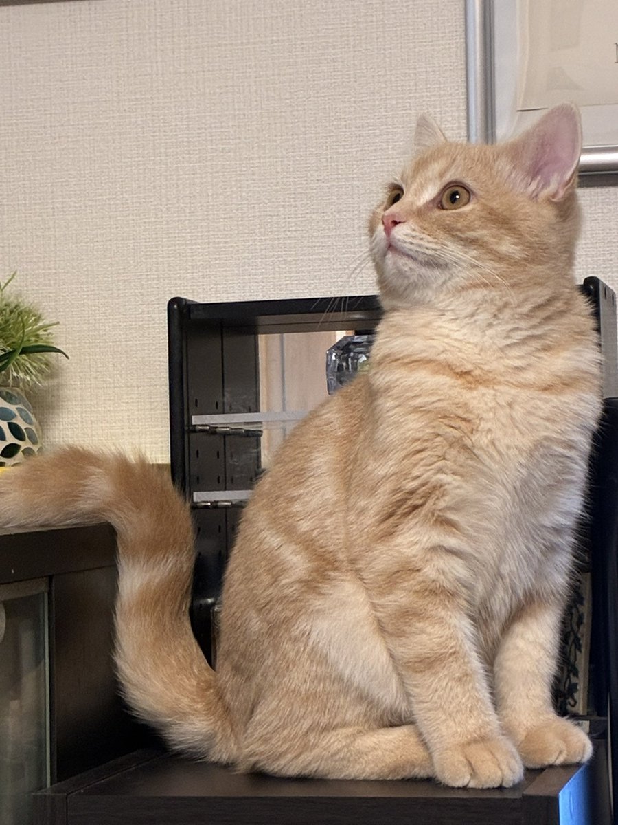 ニャンコの日🐈 我が家のニャン太も元気に成長中🙌 先代のくー太と