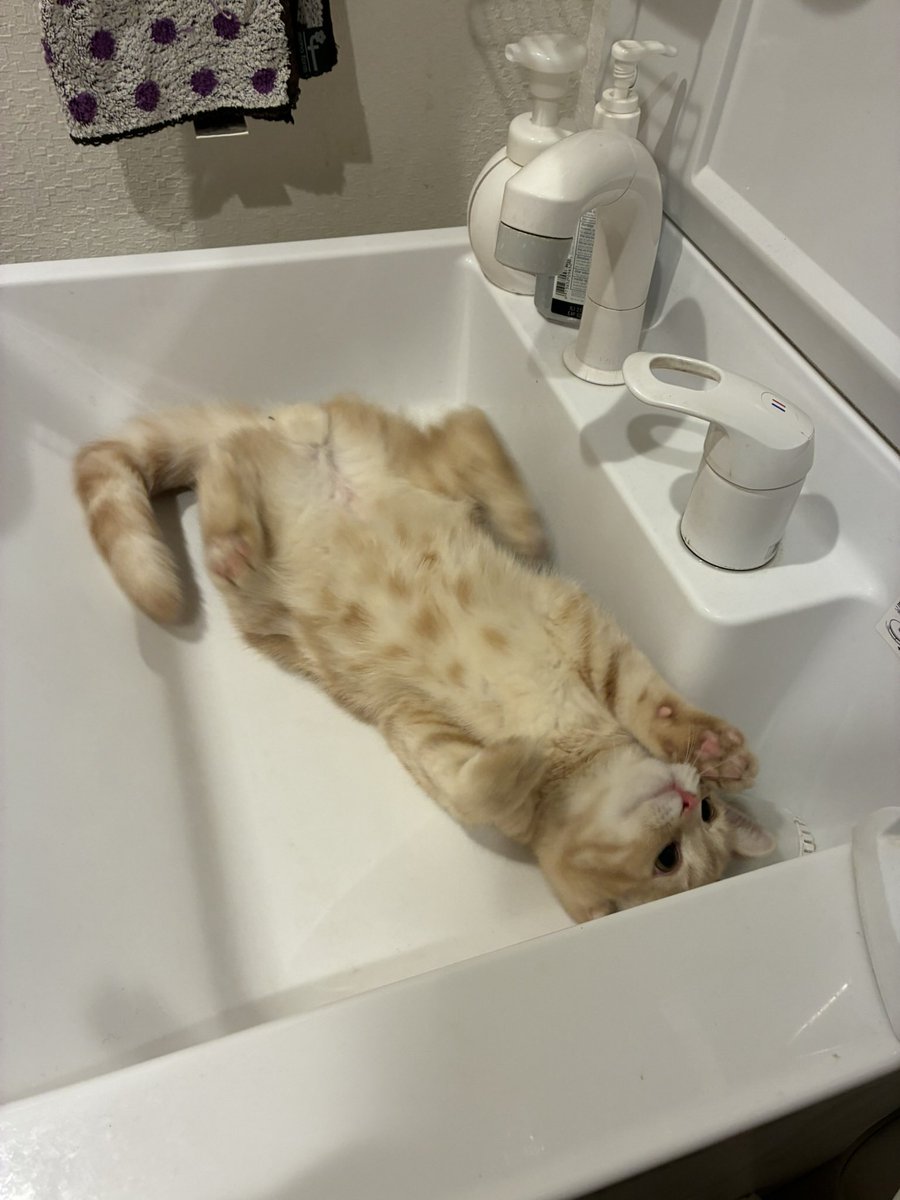 ニャンコの日🐈 我が家のニャン太も元気に成長中🙌 先代のくー太と