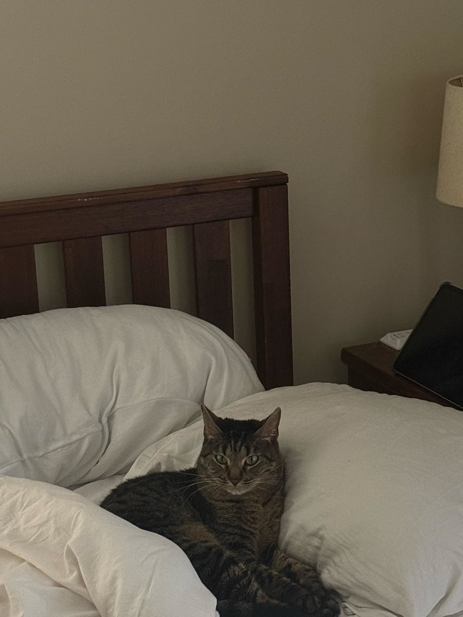 vrtlglry723's tweet photo. @Garrett_Watts This is Lucy! She’s kinda stupid but the sweetest girl. My therapist told me I had ADHD at 21 in college and I went and got an emotional support animal the next day. This is her :) she’s named after the Beatles song https://t.co/PebiDRdt2J